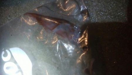 小ヤリイカ　1杯