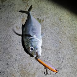 真っ暗でギンガメアジ