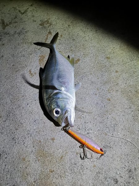 真っ暗でギンガメアジ