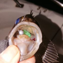 ボートメバリング