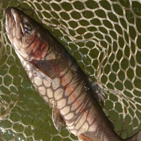 岡崎トラウトたくさん