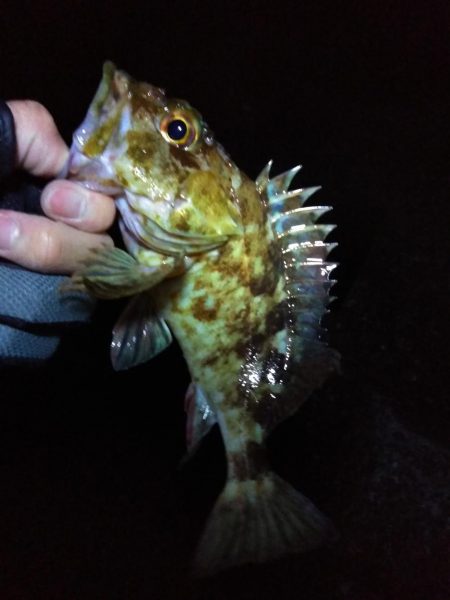 厳寒期に大物確保！