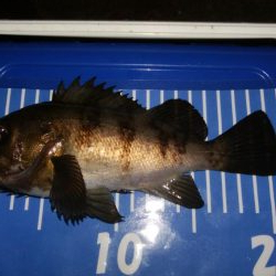 極寒メバリング