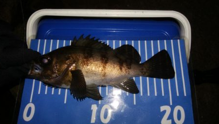 極寒メバリング