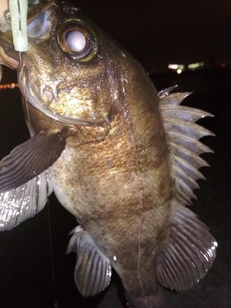 メバリングラビングバズ