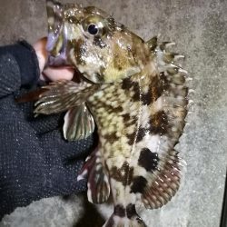 南港フェリーヘチ釣り （チョイ渋い！ガシラ,タケノコ 釣果有り）