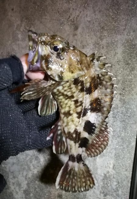 南港フェリーヘチ釣り （チョイ渋い！ガシラ,タケノコ 釣果有り）