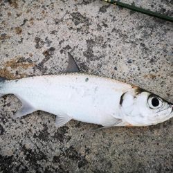 ターポンです。