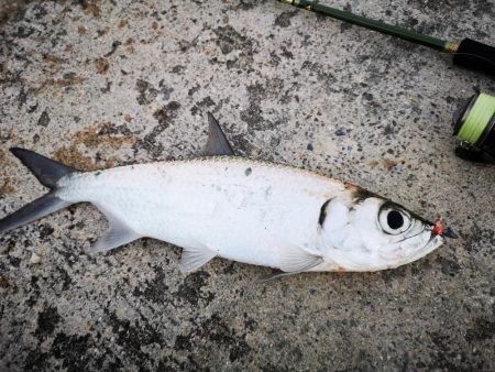 ターポンです。