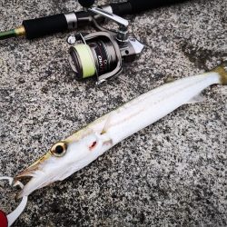 夕マズメ 港でオオメカマス