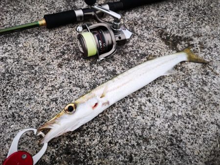 夕マズメ 港でオオメカマス