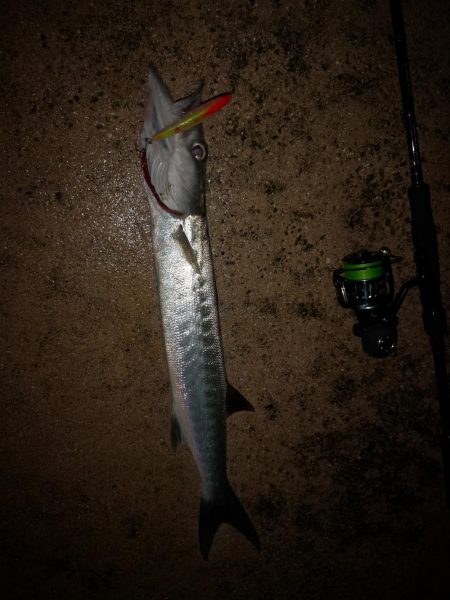 今朝はバラクーダー