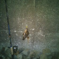 今夜もメバル釣り