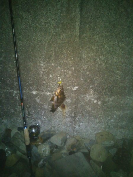 今夜もメバル釣り