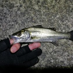南港フェリーヘチ釣り (まいど渋いよ~ガシラ,タケノコ、シーバス 釣果有り)