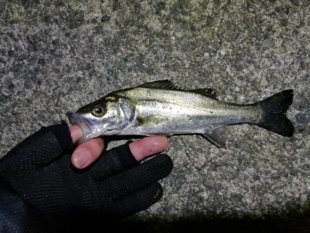 南港フェリーヘチ釣り (まいど渋いよ~ガシラ,タケノコ、シーバス 釣果有り)