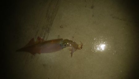 邪道エギングでヤリイカ3杯