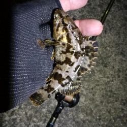 南港フェリーヘチ釣り (好釣果ラッキーデイ! 真チヌ47cmとタケノコ、ハゼ 釣果有り)