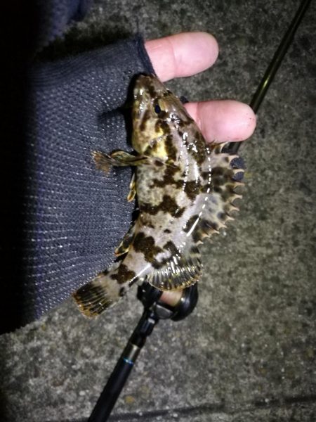 南港フェリーヘチ釣り (好釣果ラッキーデイ! 真チヌ47cmとタケノコ、ハゼ 釣果有り)