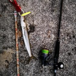 強風で渋い中シンペンでオオメカマス