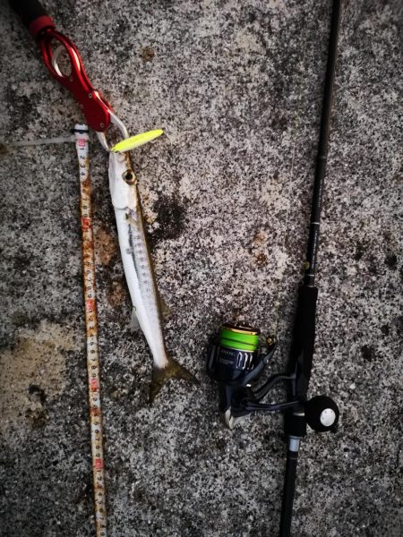 強風で渋い中シンペンでオオメカマス