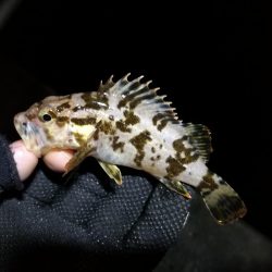 南港フェリーヘチ釣り （気温も釣果も寒い～ｗ 根魚 釣果有り）