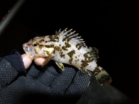 南港フェリーヘチ釣り （気温も釣果も寒い～ｗ 根魚 釣果有り）