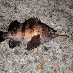 メバルプラッキング