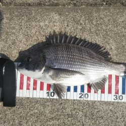 寒チヌを求めて