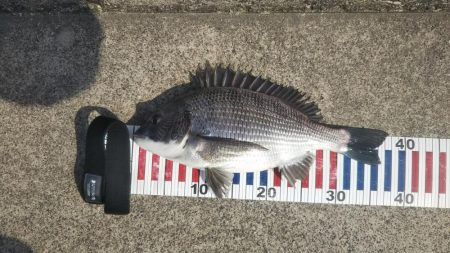 寒チヌを求めて