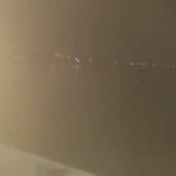 にゃんこの日にヤリイカ3杯とスルメ1杯!!