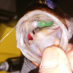 ボートメバリング