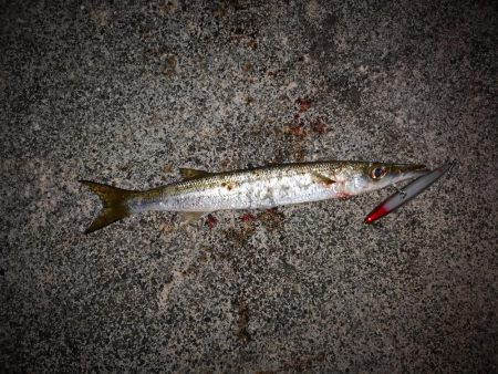 強風の激シブでオオメカマス