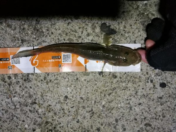 南港カモメ大橋ヘチ釣行 （寒いけど楽しい釣果！ハゼ、ガシラ釣果有り）