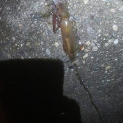 はじめての場所でヤリイカ・ヒイカ