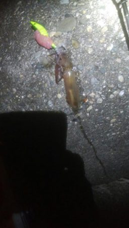 はじめての場所でヤリイカ・ヒイカ