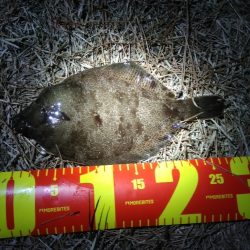 カレイとイイダコ　ポツポツ