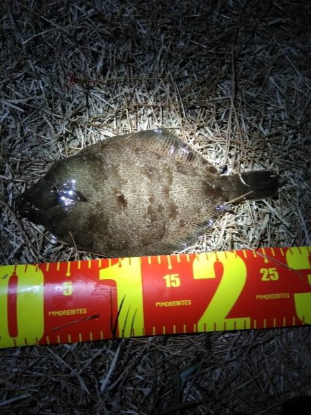 カレイとイイダコ　ポツポツ