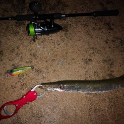 風の穏やかな早朝ポッパーでバラクーダ