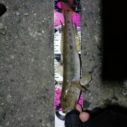 南港カモメ大橋ヘチ釣行 (やっぱり渋かった~ガシラ、タケノコ、ハゼ釣果有り)