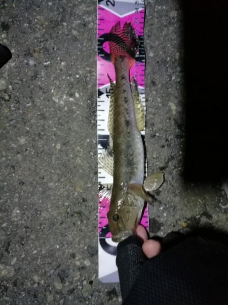 南港カモメ大橋ヘチ釣行 (やっぱり渋かった~ガシラ、タケノコ、ハゼ釣果有り)