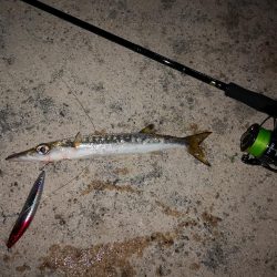 今朝は強風が復活、渋くオオメカマス