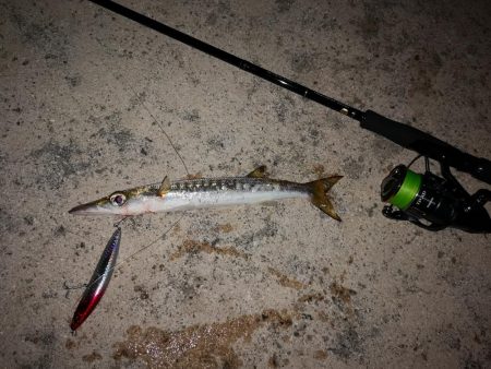 今朝は強風が復活、渋くオオメカマス