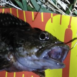 小潮で長い時合　　　カサゴ祭り