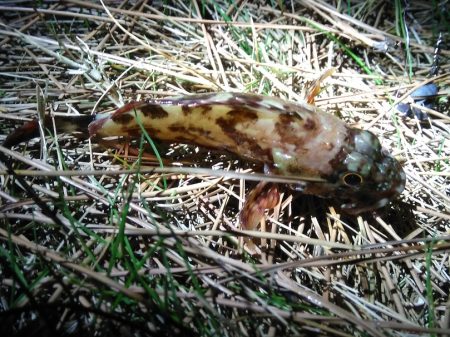 マイクロカサゴのみ　数釣り