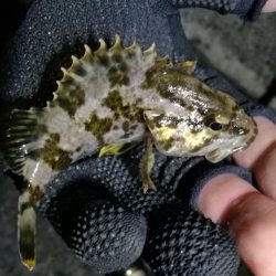 南港カモメ大橋ヘチ釣行 （楽しく根魚釣り～ ガシラ、タケノコ釣果有り）