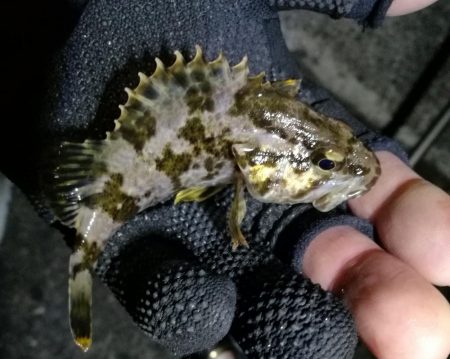 南港カモメ大橋ヘチ釣行 （楽しく根魚釣り～ ガシラ、タケノコ釣果有り）