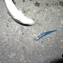 バチは抜けているというものの・・・