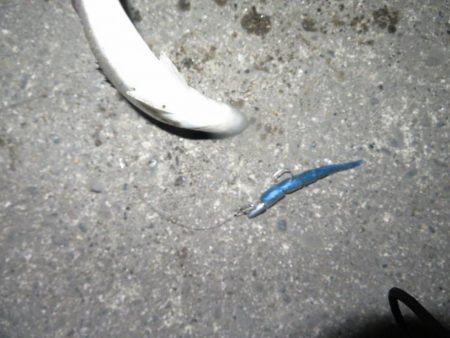 バチは抜けているというものの・・・