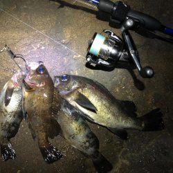 磯メバル　リベンジ